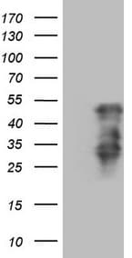 HOXC10 Antibody (aa1-262, clone OTI4D10)