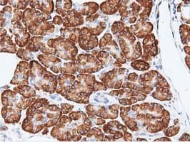 RIT2 / RIN Antibody (clone OTI3F4)