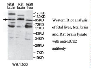 ECE2 Antibody (aa23-252)