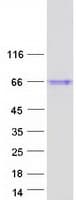 Human ISM1 Protein (Recombinant Myc-DDK (Flag))