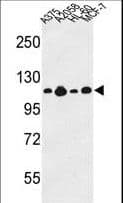 COL17A1 / Collagen XVII Antibody (aa475-504)