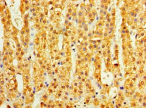 COLEC10 Antibody (aa28-277)