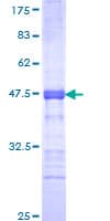 Human CTCFL / BORIS Protein (Recombinant GST, N-terminus)