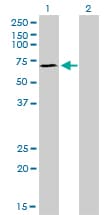 SP110 Antibody (clone 8C8)