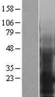 EMP3 Protein (Over-Expression Lysate Myc-DDK (Flag))
