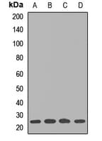 UBE2S / E2 EPF Antibody