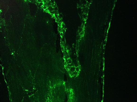 IHC-plus™ ACTB / Beta Actin Antibody (clone 4C2)