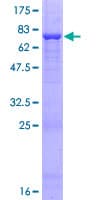 Human QTRTD1 Protein (Recombinant GST)