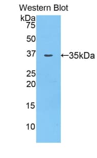 AZGP1 / ZAG Antibody (aa18-296, APC)