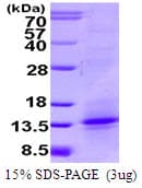 Human TNFSF18 / GITRL Protein (Recombinant)