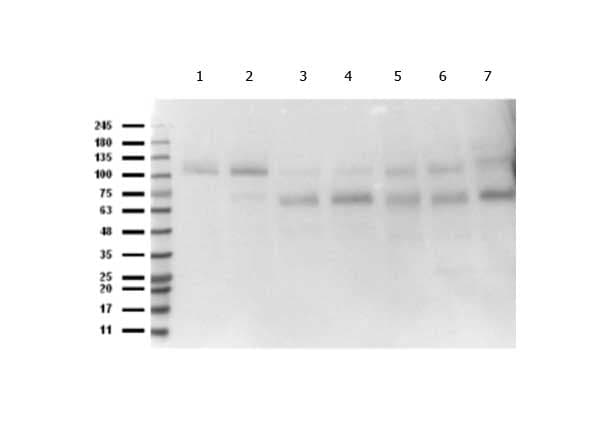 ABI1 / SSH3BP1 Antibody (C-Terminus)