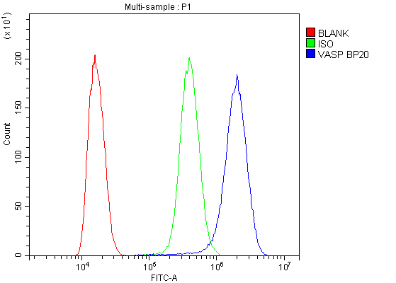 VASP Antibody