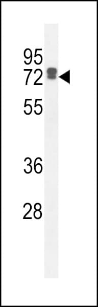 LRRC40 Antibody (aa343-371)