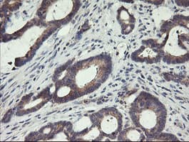 Paraplegin / SPG7 Antibody (aa300-573, clone OTI1D3)