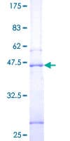 Human SYNGR1 / Synaptogyrin 1 Protein (Recombinant GST)