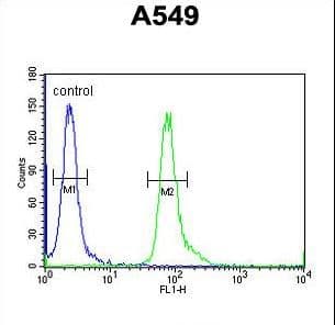 NOL4L Antibody (aa210-239)