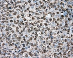 PTPRE / PTP Epsilon Antibody (clone OTI3D4, Carrier-free)