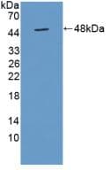 TUFT1 Antibody