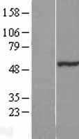 NOSTRIN Protein (Over-Expression Lysate Myc-DDK (Flag))