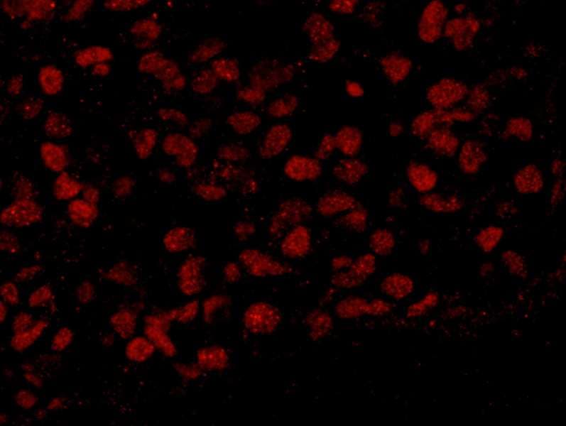 BAF53 / ACTL6A Antibody (aa25-75)