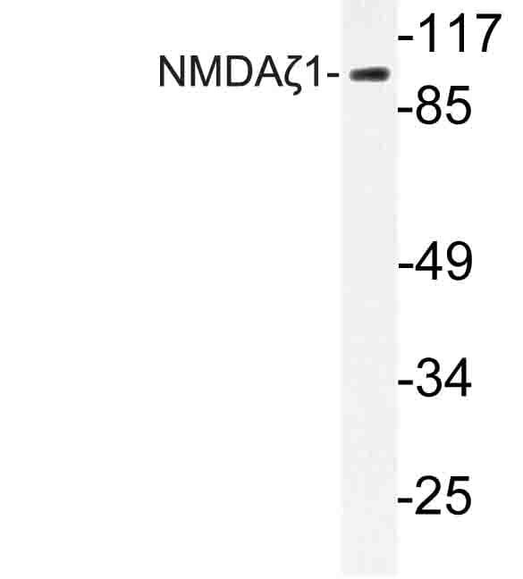 GRIN1 / NMDAR1 Antibody (Phe891)