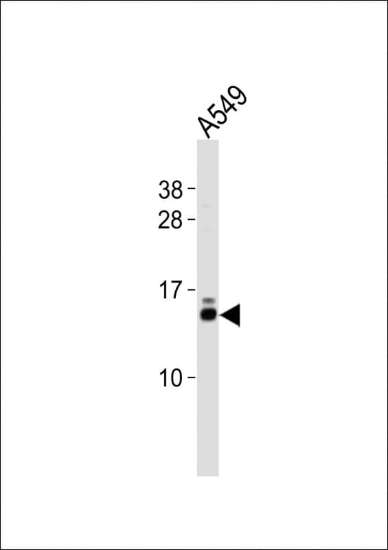EIF1 Antibody (aa100-133)