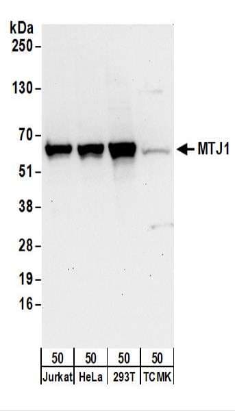 DNAJC1 Antibody (aa475-525)