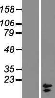 COX7A2L Protein (Over-Expression Lysate Myc-DDK (Flag))