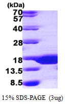 Human SUMO3 Protein (Recombinant His)