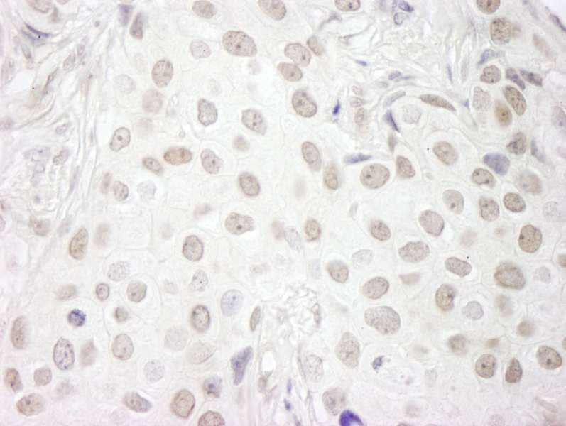 Polyclonal Rabbit anti-Human CD3EAP Antibody (aa404-454, IHC, IF)
