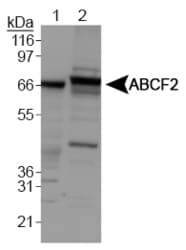 Polyclonal Rabbit anti-Yeast ABCF2 Antibody (aa1-102, WB)