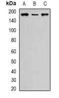 SIN3A Antibody