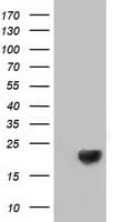 DSTN / Destrin Antibody (clone OTI2E8, Carrier-free)