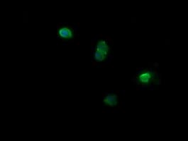 NDOR1 Antibody (clone OTI2G4)
