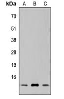 SUPT4H1 / SPT4 Antibody (C-Terminus)