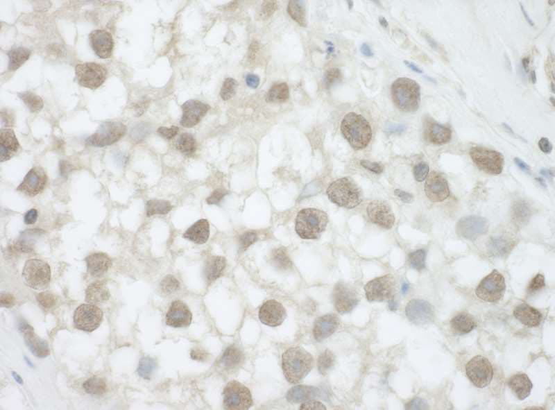 DHX36 Antibody (aa950-C-term)