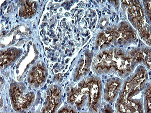 SCP2 / SCPX Antibody (clone OTI1D2)