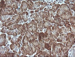 MAP2K1 / MKK1 / MEK1 Antibody (clone OTI4H8, Carrier-free)
