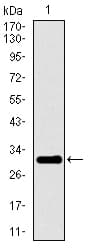 P2Y13 / P2RY13 Antibody (aa1-49, clone 2H1G9)