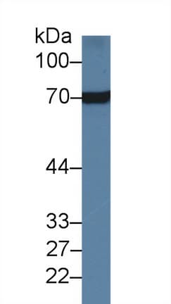 HSPA8 / HSC70 Antibody (aa534-615)