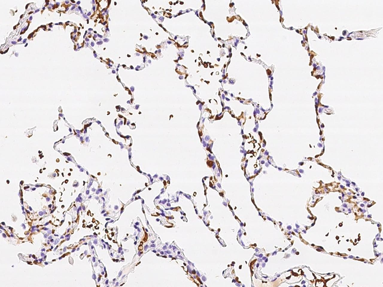 Polyclonal Rabbit anti-Human GYPA / CD235a / Glycophorin A Antibody (Preservative Free, IHC)