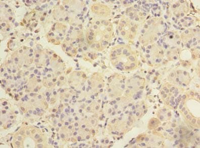 ASB8 Antibody