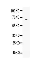 LBP Antibody