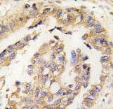 OLFM1 Antibody (aa71-100)