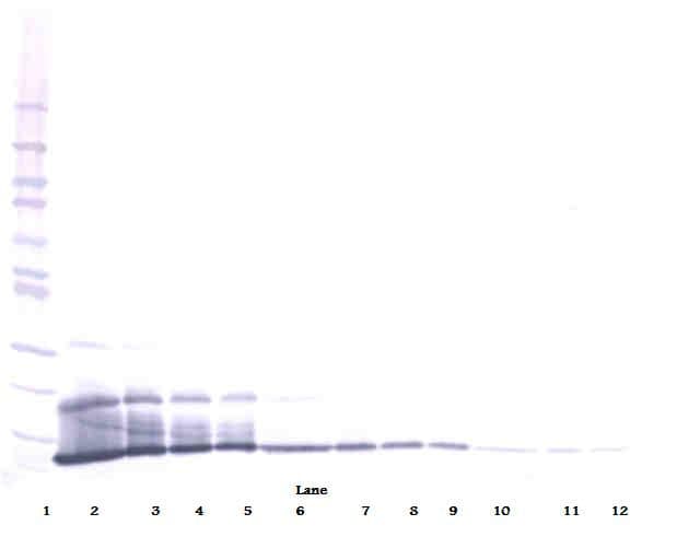 CXCL16 Antibody
