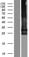 TMEM247 Protein (Over-Expression Lysate Myc-DDK (Flag))