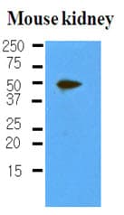IHC-plus™ Monoclonal Mouse anti-Human PDPN / Podoplanin Antibody (clone 5E2, aa1-206, IHC, WB)