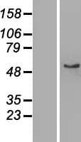 AMY1C Protein (Over-Expression Lysate Myc-DDK (Flag))