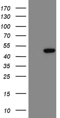 LSM11 Antibody (clone OTI3G8)