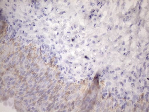 AMTN Antibody (clone OTI1C11)